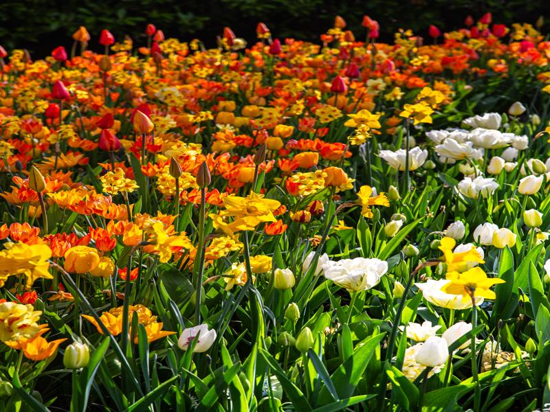 Keukenhof Gardens